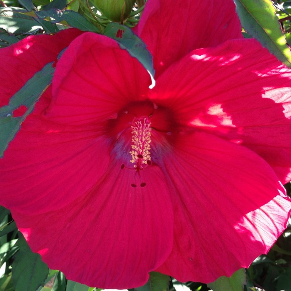 Meet your Posher, Corrie - Picture 1 of 1